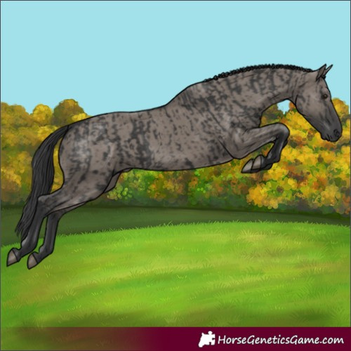 Horse Color:Black and Grullo