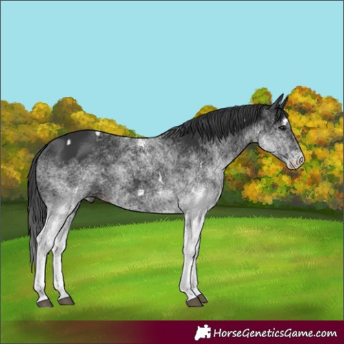 Horse Color:White Spotted Black
