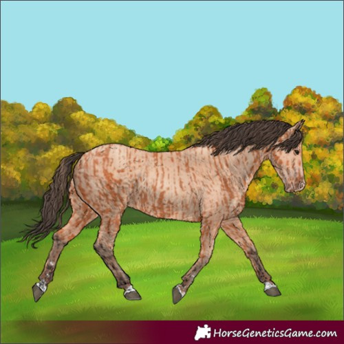 Horse Color:Bay  and Amber Champagne 