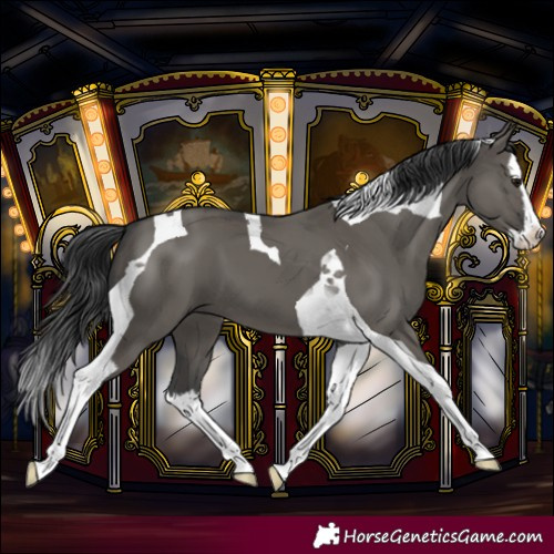Horse Color:Grullo Splash Tobiano 