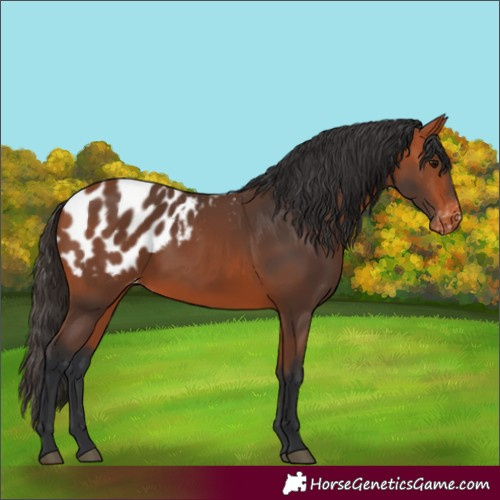 Horse Color:Bay Blanket 