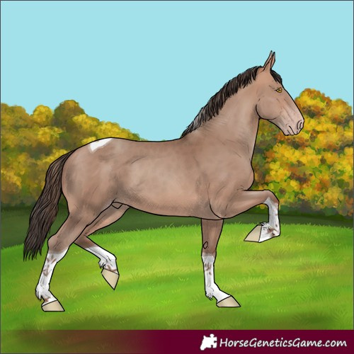 Horse Color:Sable Champagne Tobiano 