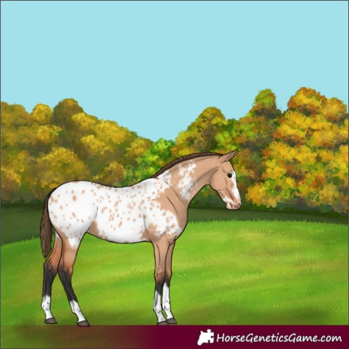 Horse Color:Bay Dun Frame Appaloosa 