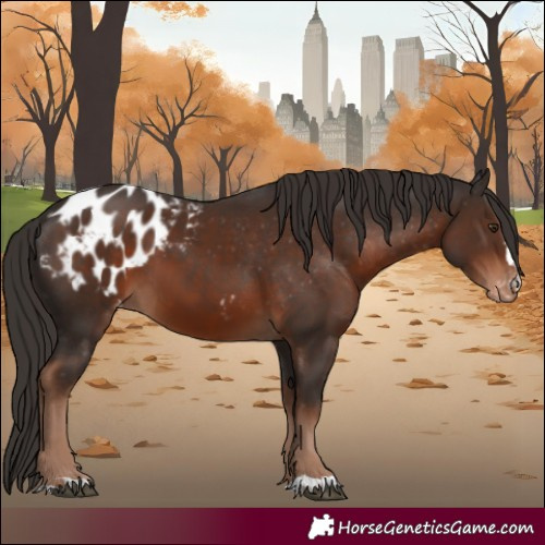 Horse Color:Liver Chestnut Blanket