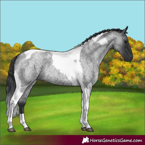 Horse Color:Blue Roan Tobiano 