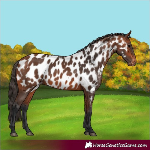 Horse Color:Bay Appaloosa