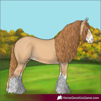 Horse Color:Red Dun Splash 
