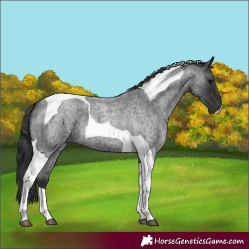 Horse Color:Blue Roan Tobiano 