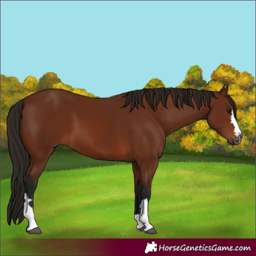Horse Color:Gray Bay