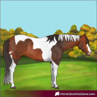 Horse Color:Bay Tobiano Rabicano