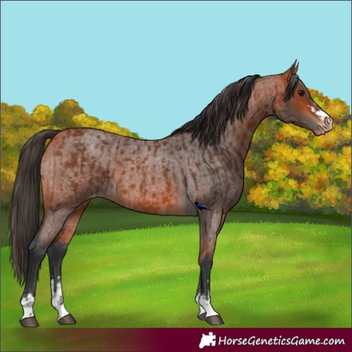 Horse Color:Bay Appaloosa  and Bay Roan Appaloosa 