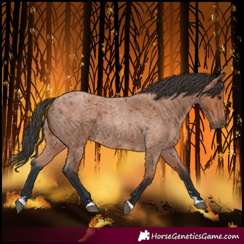 Horse Color:Bay Roan