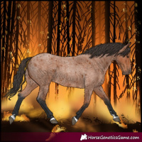 Horse Color:Bay Roan 