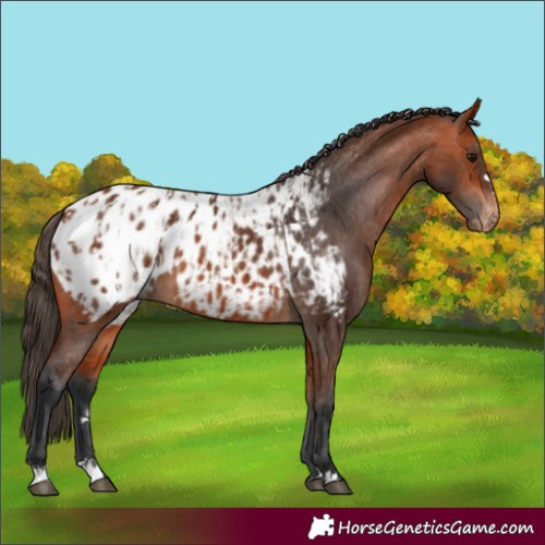 Horse Color:Bay Appaloosa  and Bay Appaloosa 