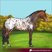 Horse Color:Bay Blanket  and Bay Blanket 