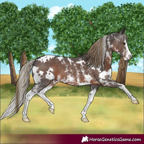 Horse Color:Gray White Spotted Liver Chestnut Sabino Splash 