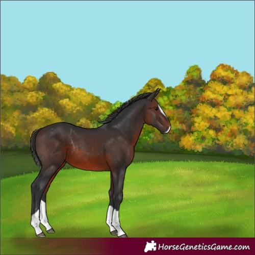 Horse Color:Brown Splash Rabicano