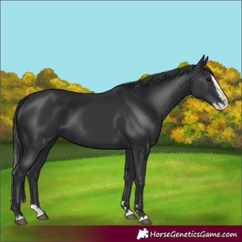 Horse Color:Black Splash 