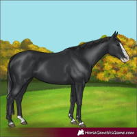 Horse Color:Black Splash 