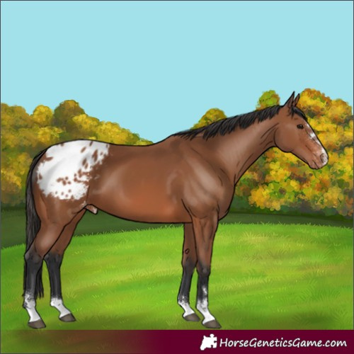 Horse Color:Bay Varnish 