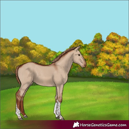 Horse Color:Unknown 