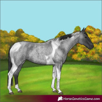 Horse Color:Blue Roan Tobiano