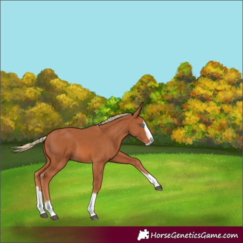 Horse Color:Chestnut Splash