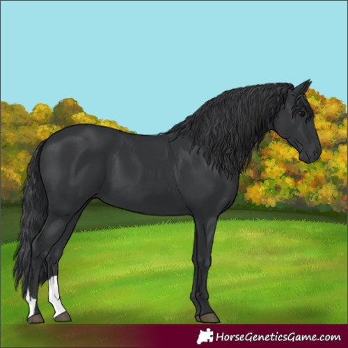Horse Color:Black 