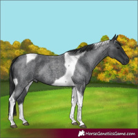 Horse Color:Blue Roan Tobiano 