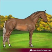 Horse Color:Chocolate Palomino 