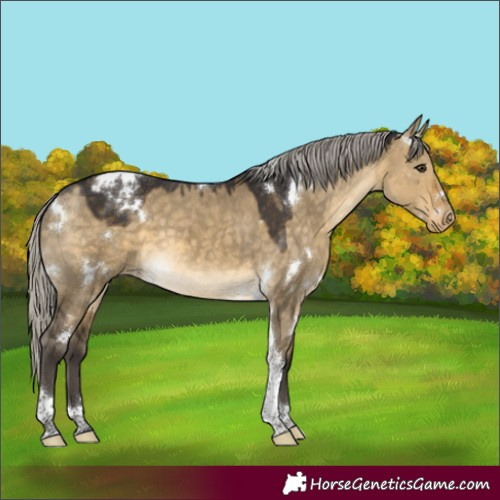 Horse Color:White Spotted Silver Buckskin Dun Tobiano Appaloosa