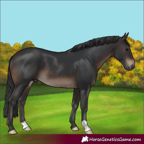 Horse Color:Brown 