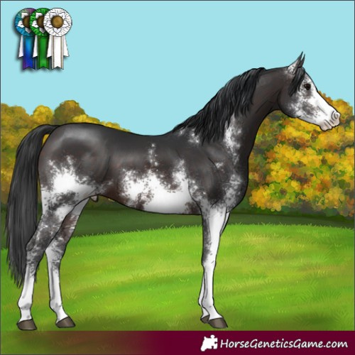 Horse Color:Brown Sabino