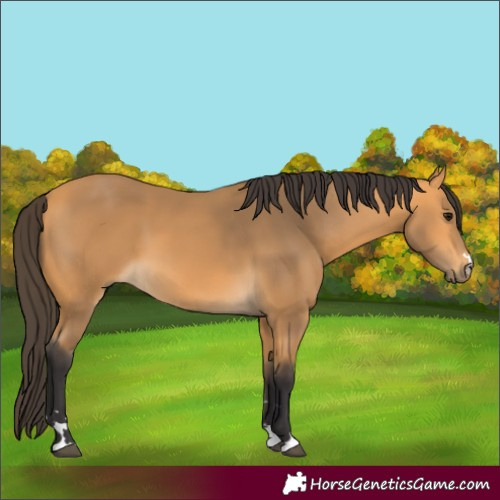 Horse Color:Buckskin 