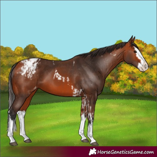 Horse Color:Bay Splash Tobiano Appaloosa and Bay Splash Appaloosa