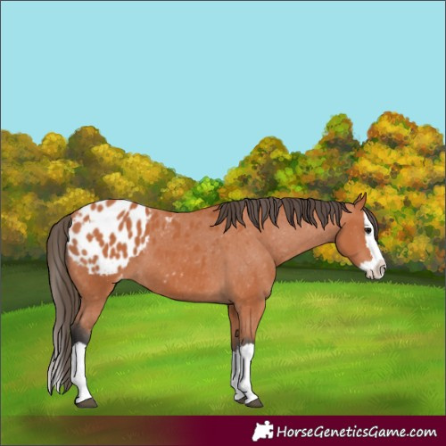 Horse Color:Bay Splash Appaloosa