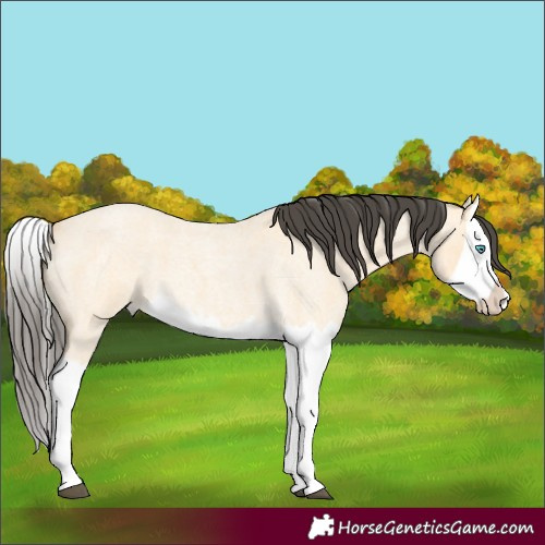 Horse Color:Buckskin Roan Dun Splash 