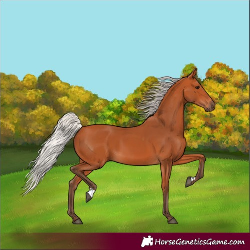 Horse Color:Silver Bay