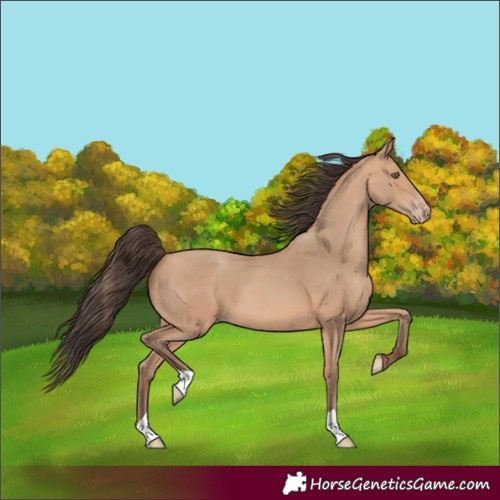 Horse Color:Unknown 