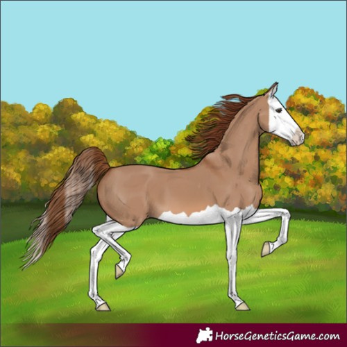 Horse Color:Unknown 