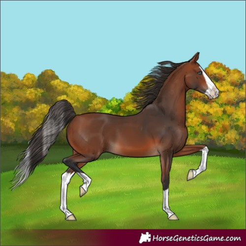 Horse Color:Bay Splash 