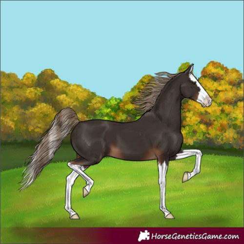 Horse Color:Unknown 