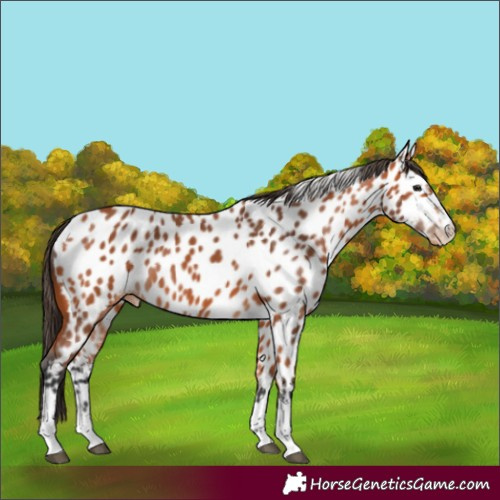 Horse Color:Bay Appaloosa 