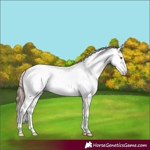 Horse Color:Classic Champagne Dun Appaloosa 