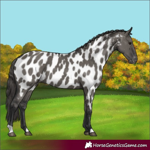 Horse Color:Unknown 