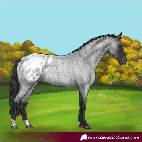 Horse Color:Blue Roan Appaloosa