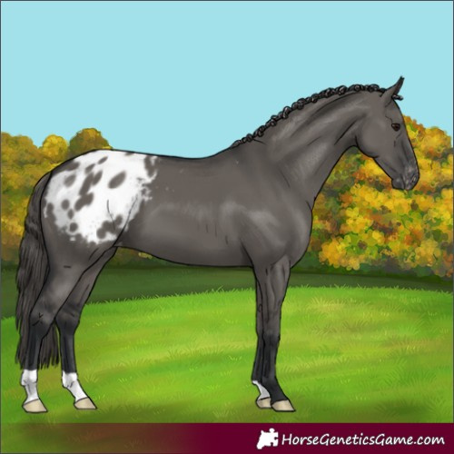 Horse Color:Grullo Appaloosa