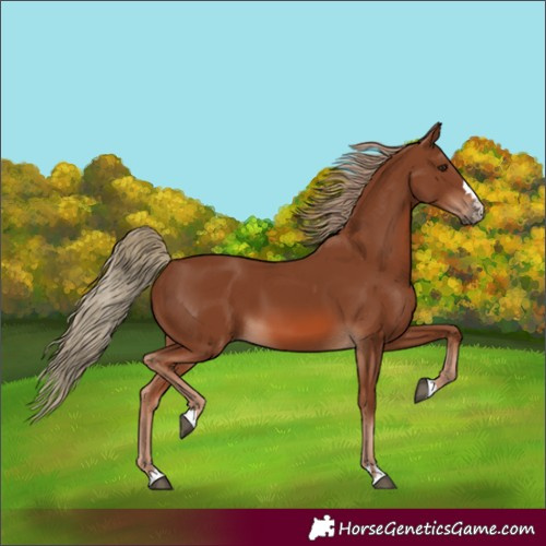 Horse Color:Chestnut 