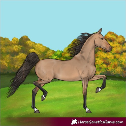 Horse Color:Bay Dun 
