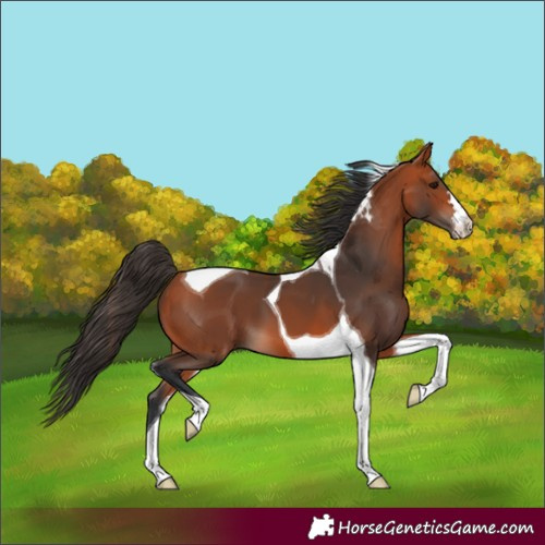 Horse Color:Unknown 